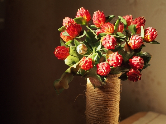 Foto Luz planta cálido flor