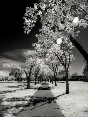 Photo Arbre bifurquer fleurir neige