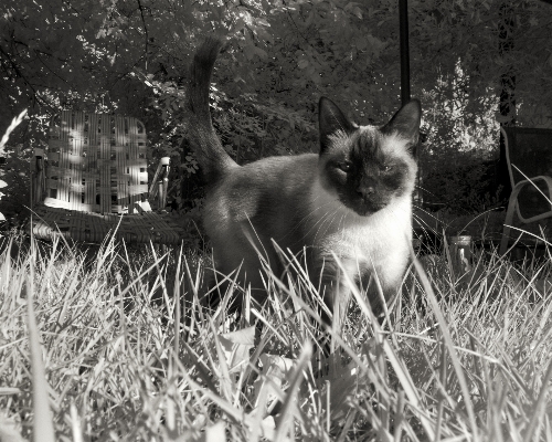 Foto Bianco e nero
 casa animale domestico gattino