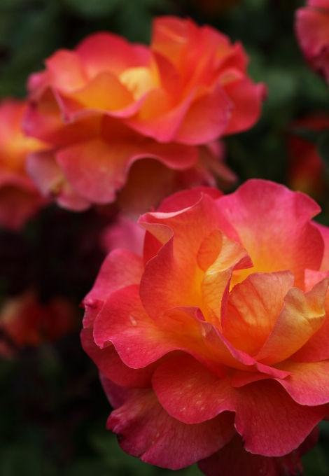 植物 花 花弁 薔薇