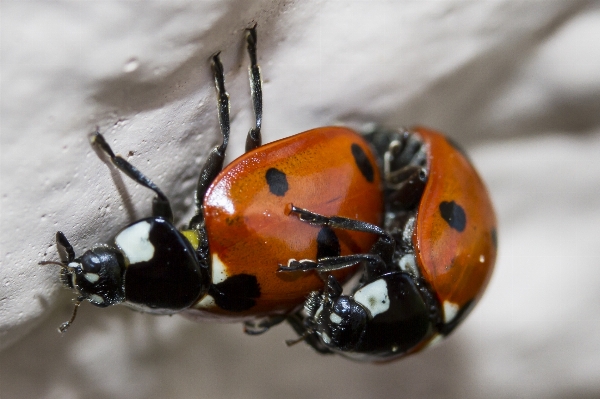 Photography insect macro ladybug Photo