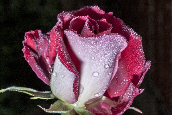 Foto Fiore pianta petalo rosa