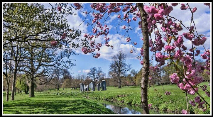 Landscape tree blossom plant Photo