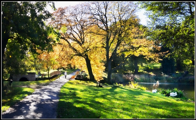 風景 木 自然 草 写真