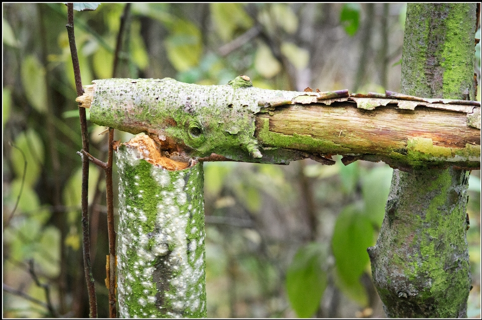 Drzewo natura las oddział