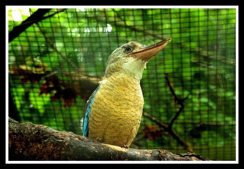 Oiseau loger faune jardin