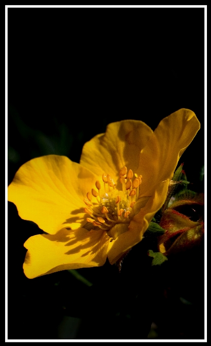 Anlage blume blütenblatt pollen