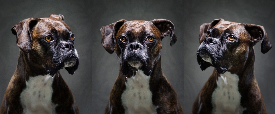 Lumière cheveux anneau chiot