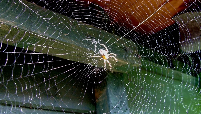 Dew wing biology fauna Photo