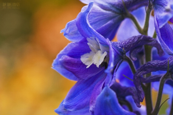 花 概要 植物 道 写真