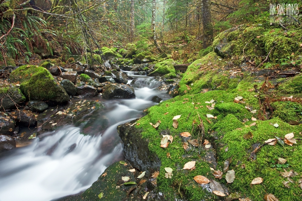 Natura foresta cascata torrente
