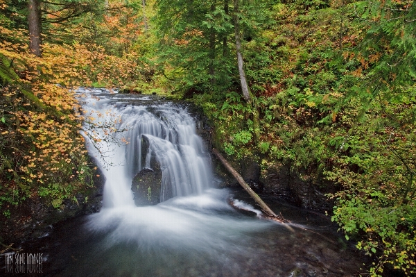 Tree water nature forest Photo