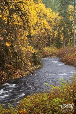 Landscape tree water nature Photo