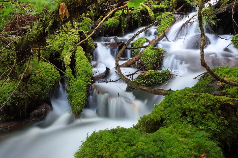 Paisagem árvore água natureza