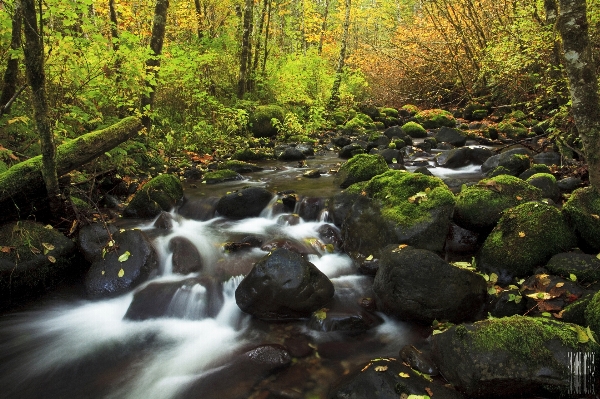 Nature forest waterfall creek Photo