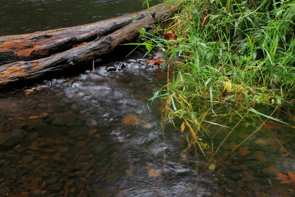 Tree water nature forest