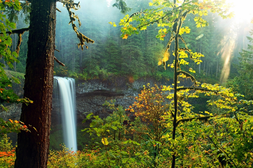 Landscape tree water nature