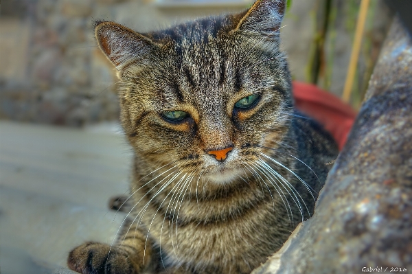 猫 哺乳類 fauna 閉じる
 写真