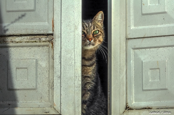 自然 子猫 猫 哺乳類 写真