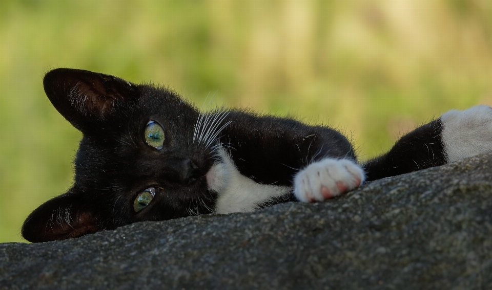 Kätzchen katze säugetier schwarze