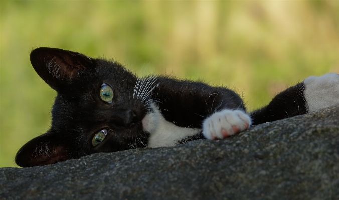 Foto Anak kucing mamalia hitam