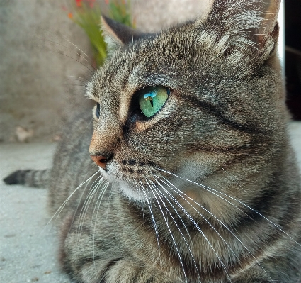 Cat mammal fauna close up Photo