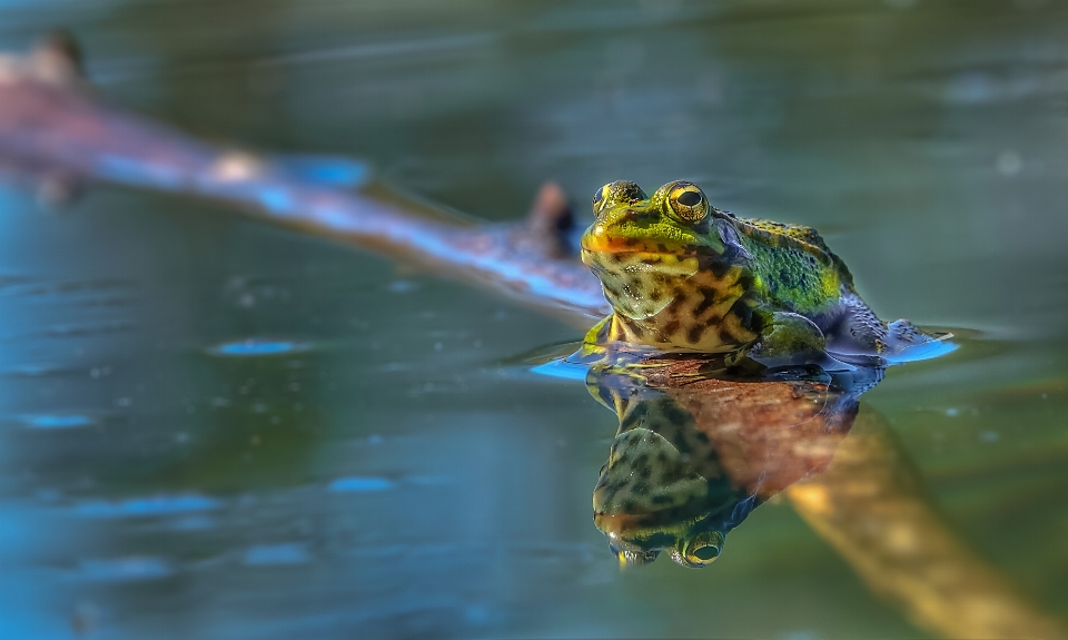 Natura dzikiej przyrody zielony biologia