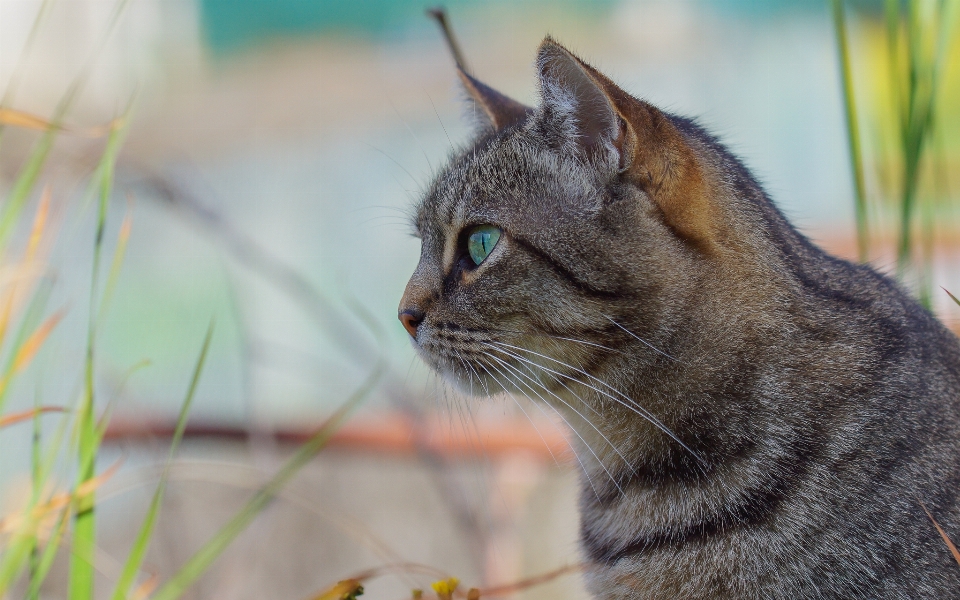 Gato mamífero fauna fechar-se
