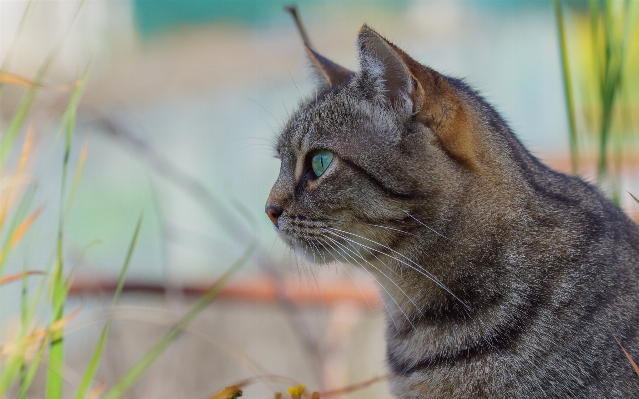 Cat mammal fauna close up Photo