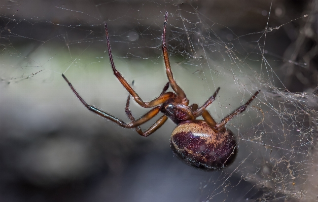 Foto Alam fotografi makro fauna