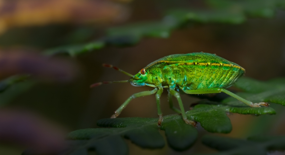 Alam fotografi daun bunga