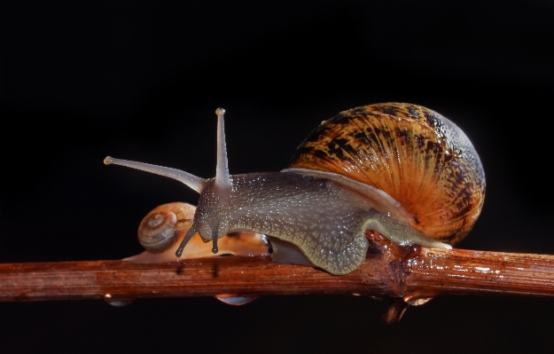 自然 大きい fauna 無脊椎動物 写真