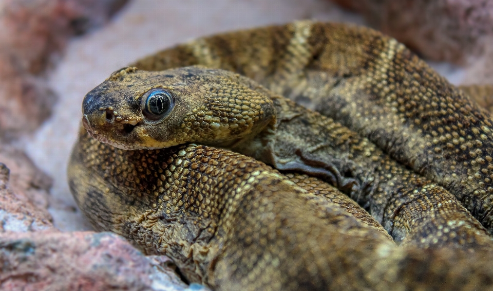 Natur tierwelt makro kröte