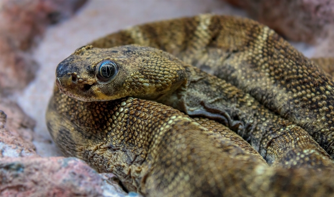 Nature wildlife macro toad Photo