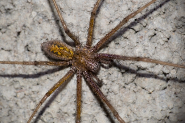 Foto Makro fauna invertebrata merapatkan
