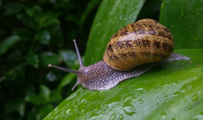 Nature green macro fauna Photo