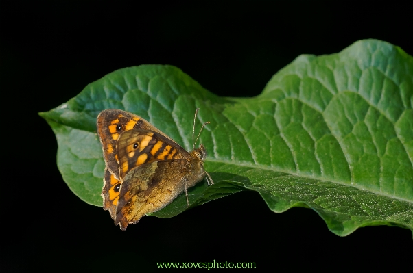 Nature wing leaf flower Photo