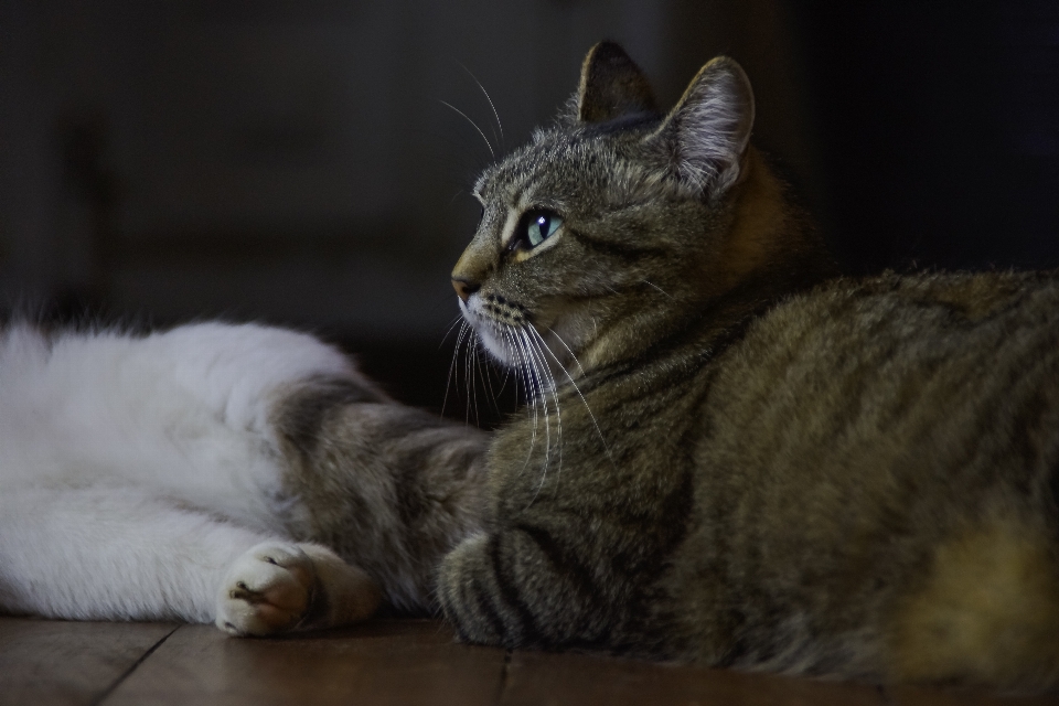 Foto gato mamífero fauna