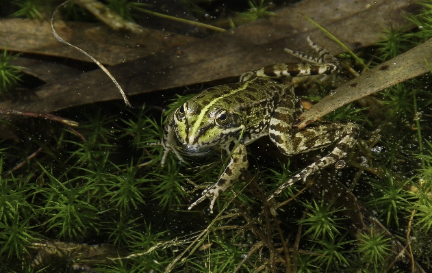 Zdjęcie Natura zdjęcie dzikiej przyrody dżungla