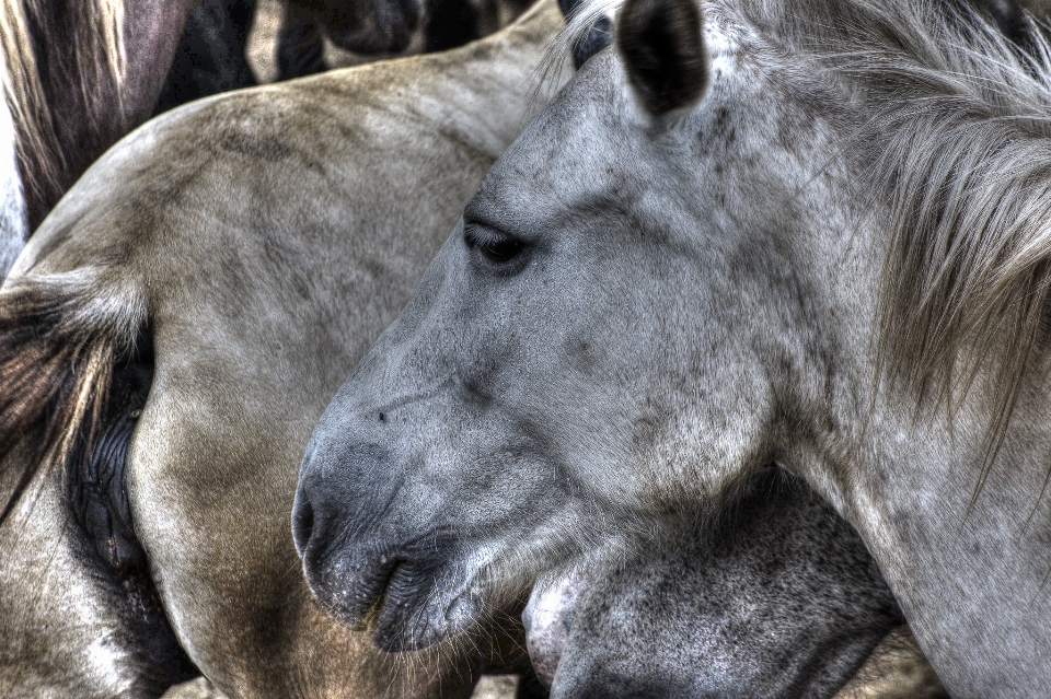 Foto animali selvatici zoo cavallo