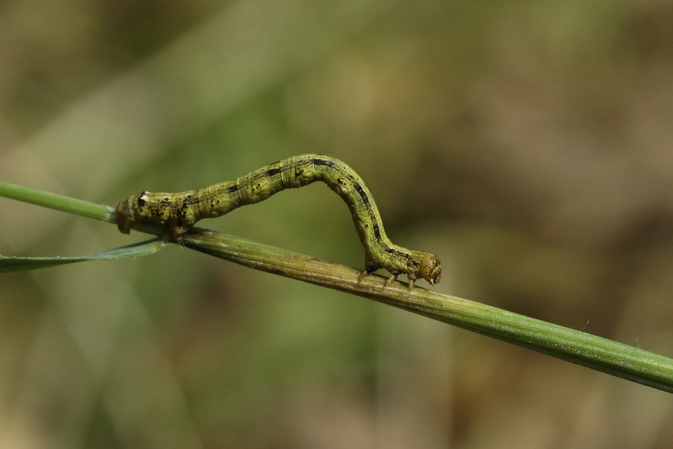 Natur zweig fotografie blatt