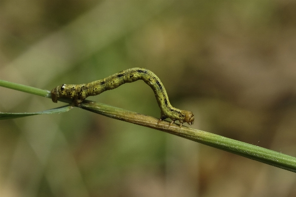 Foto Alam cabang fotografi daun