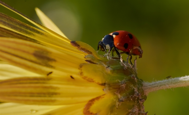 Nature photography leaf flower Photo