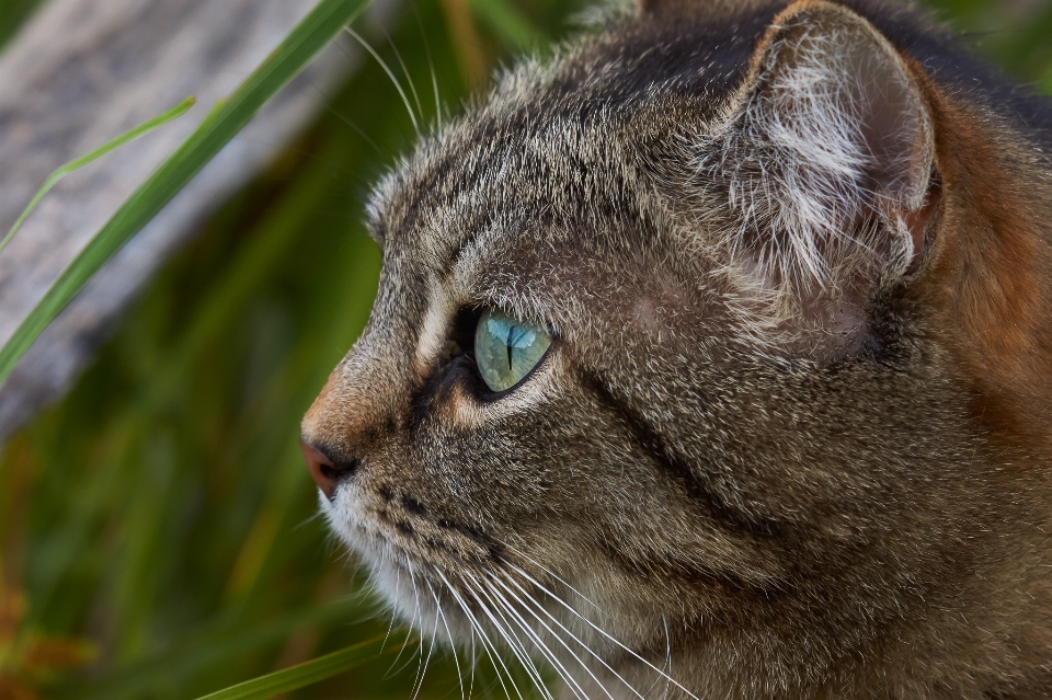 Grass photo wildlife cat