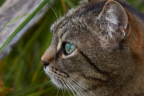 草 写真 野生動物 猫 写真