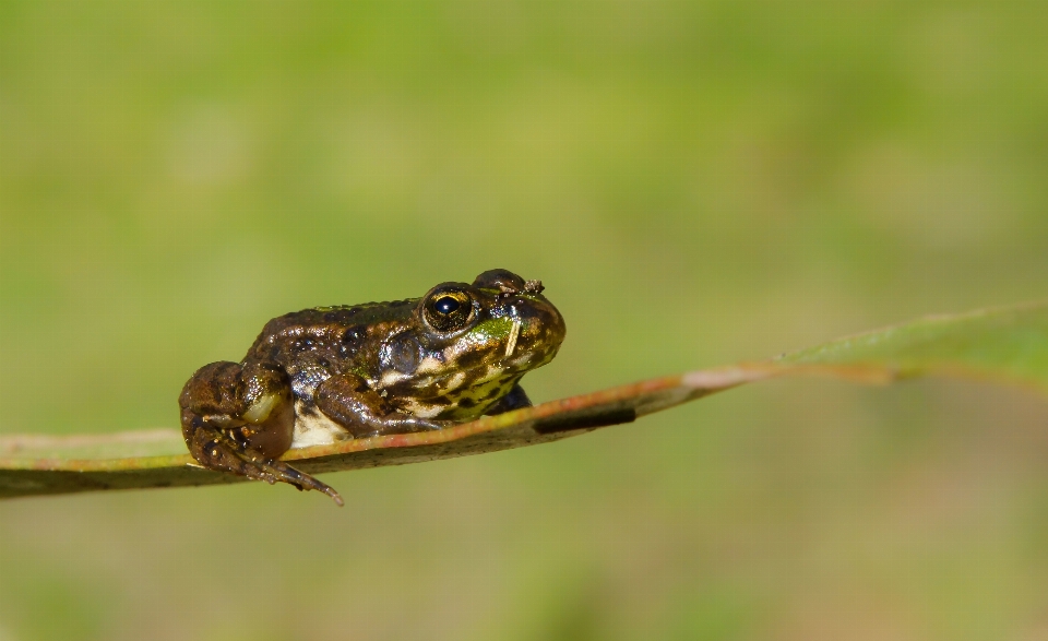 Natura zdjęcie dzikiej przyrody owad