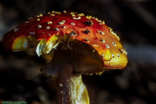 自然 写真撮影 葉 花 写真