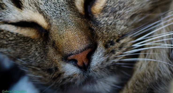 写真 野生動物 子猫 猫 写真