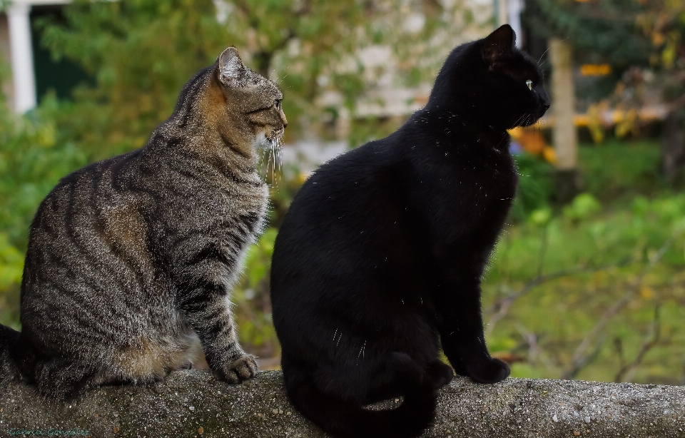 Foto tierwelt kätzchen katze