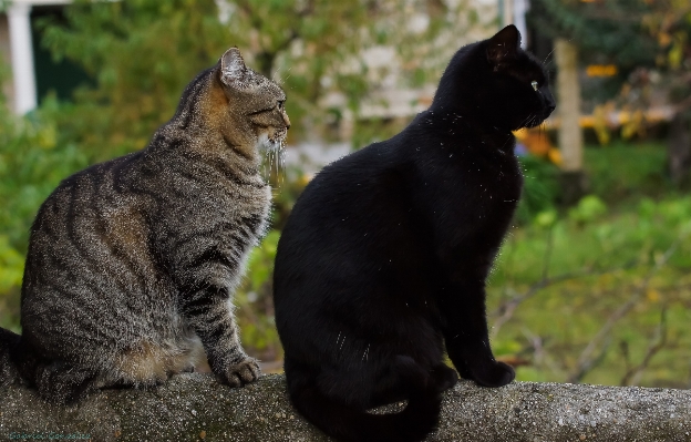 Foto Foto animais selvagens gatinho gato